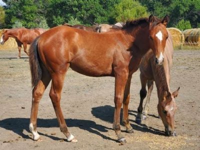 Top Gun Miranda JW <BR> AQHA 6370473